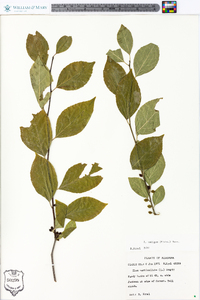 Ilex ambigua image