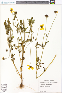 Coreopsis basalis image