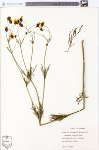 Coreopsis tinctoria image