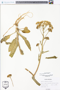 Packera tomentosa image