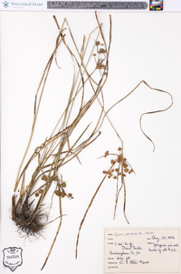 Cyperus pseudovegetus image