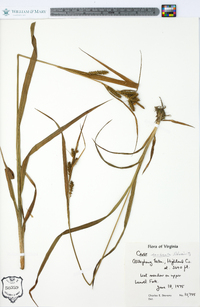 Carex scabrata image