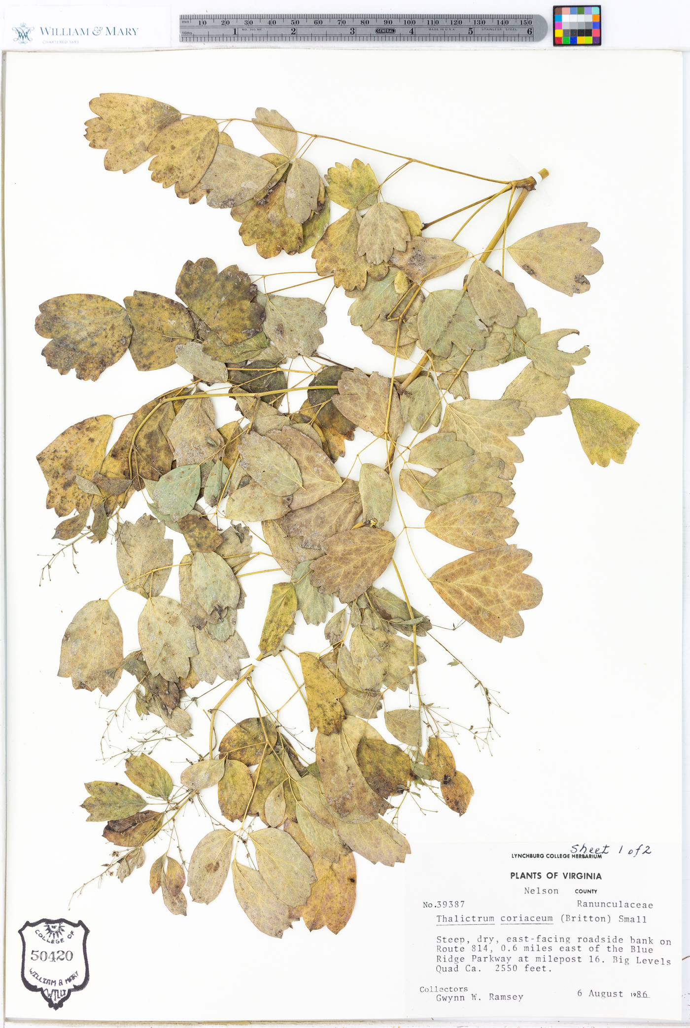 Thalictrum coriaceum image