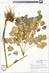 Thalictrum coriaceum image