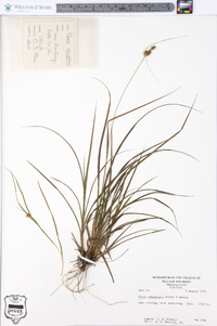 Carex complanata image