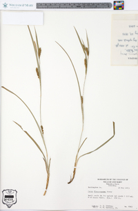 Carex flaccosperma image