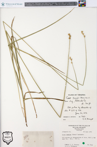 Carex brevior image