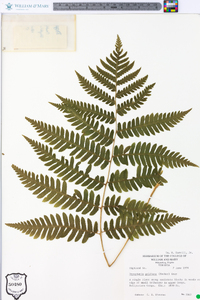 Dryopteris goldieana image