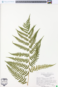 Dryopteris australis image