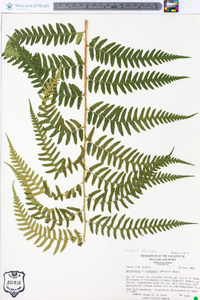 Dryopteris australis image