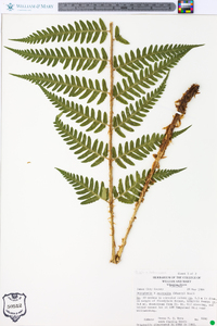 Dryopteris australis image