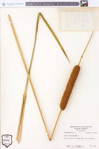 Typha angustifolia image