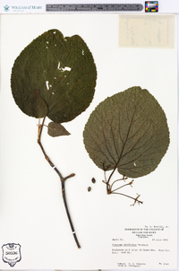 Viburnum lantanoides image