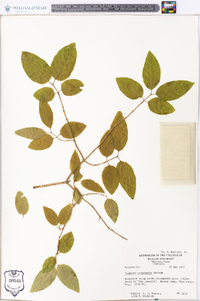 Lonicera canadensis image