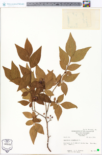 Vaccinium simulatum image