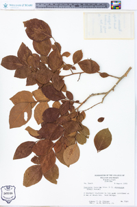 Vaccinium fuscatum image