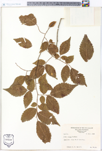 Ulmus alata image