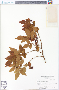 Vaccinium simulatum image