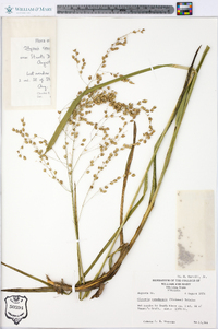 Glyceria canadensis image