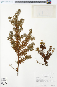 Tsuga canadensis image