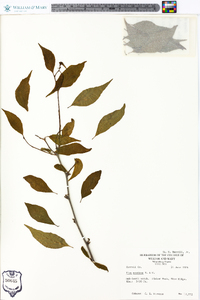 Ilex montana image