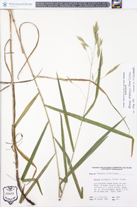 Bromus latiglumis image