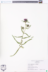 Liatris squarrosa image