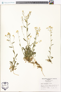 Draba ramosissima image