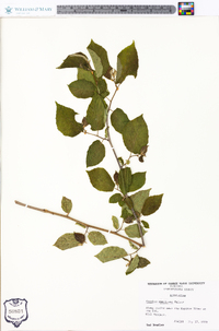 Corylus cornuta image