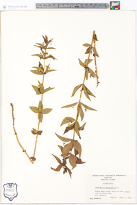 Lysimachia quadriflora image