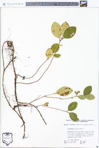 Gaultheria procumbens image