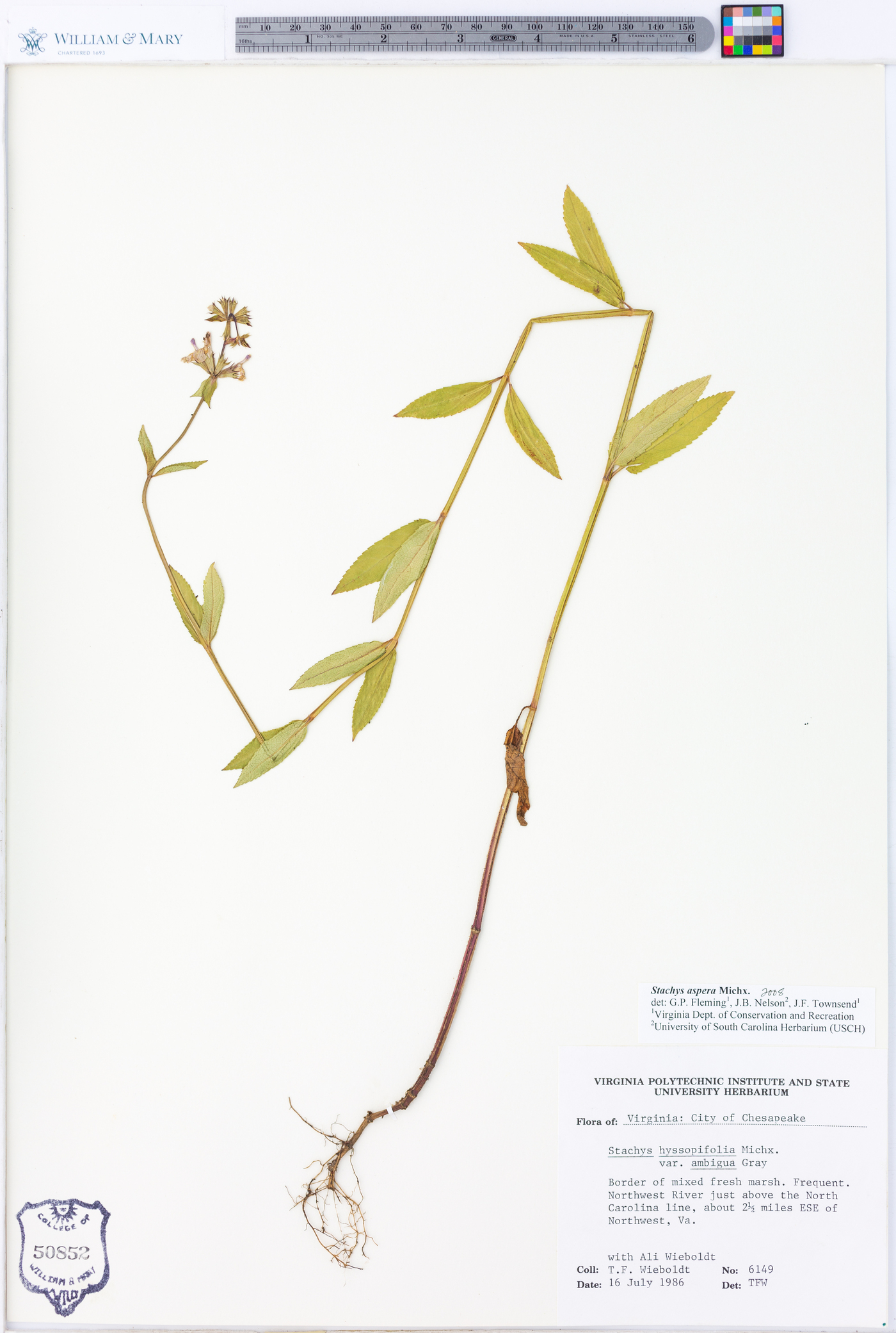 Stachys aspera image