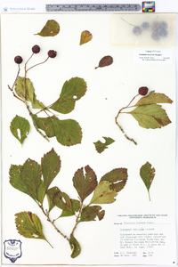 Crataegus punctata image