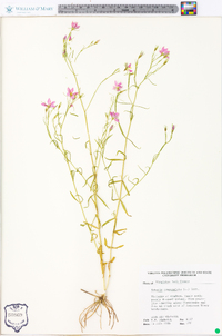 Sabatia campanulata image