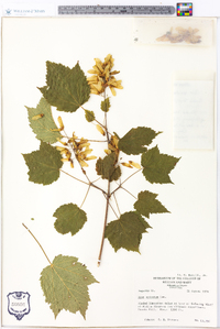 Acer spicatum image