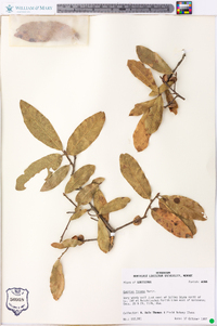 Quercus incana image