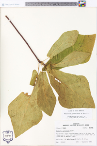 Magnolia pyramidata image