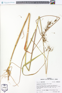 Sorghastrum elliottii image