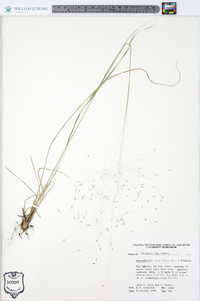 Muhlenbergia capillaris image