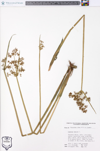 Cyperus haspan image