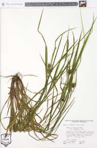 Carex intumescens var. fernaldii image