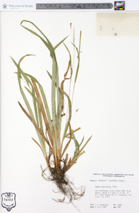 Carex laxiculmis image