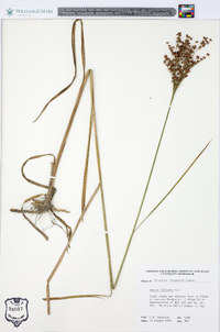 Juncus biflorus image