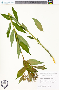 Amsonia tabernaemontana image