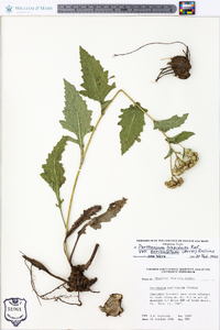 Parthenium hispidum var. auriculatum image