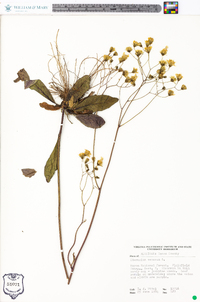 Hieracium venosum image