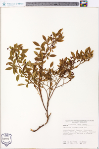 Vaccinium angustifolium image