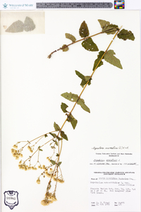 Ageratina aromatica image