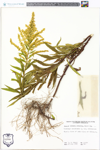 Solidago canadensis var. canadensis image