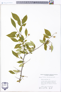 Styrax americanus image